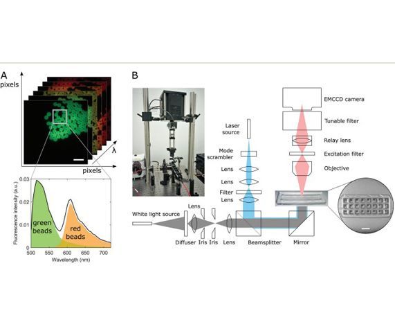 Fluorescence hyperspectral imaging for live monitoring of multiple spheroids in microfluidic chips