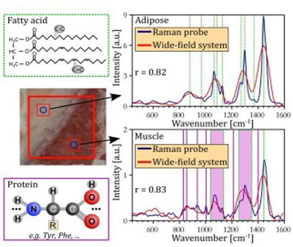 Wide-field spontaneous Raman spectroscopy imaging system for biological tissue interrogation