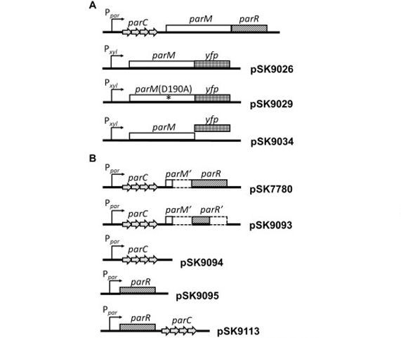 Dynamic Filament Formation by a Divergent Bacterial Actin-Like ParM Protein