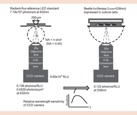 Absolute bioluminescence imaging at the single-cell level with a light signal at the Attowatt level