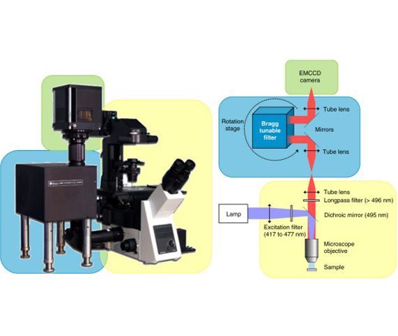 Hyperspectral multiplex single-particle tracking of different receptor subtypes labeled with quantum dots in live neurons