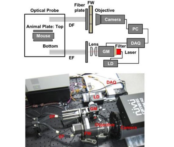 Hybrid FMT-MRI applied to in vivo atherosclerosis imaging